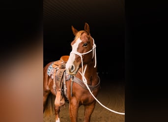 American Quarter Horse, Giumenta, 4 Anni, 147 cm, Sauro ciliegia