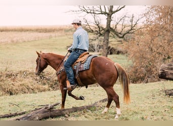 American Quarter Horse, Giumenta, 4 Anni, 147 cm, Sauro ciliegia