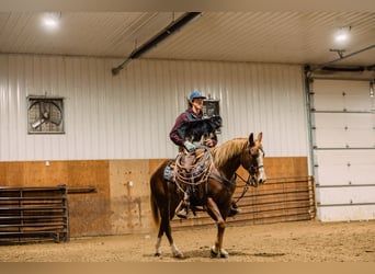 American Quarter Horse, Giumenta, 4 Anni, 147 cm, Sauro ciliegia