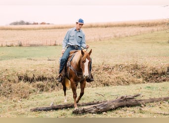 American Quarter Horse, Giumenta, 4 Anni, 147 cm, Sauro ciliegia