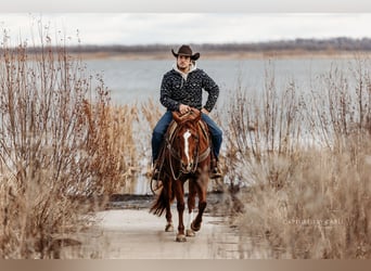 American Quarter Horse, Giumenta, 4 Anni, 147 cm, Sauro ciliegia