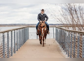 American Quarter Horse, Giumenta, 4 Anni, 147 cm, Sauro ciliegia