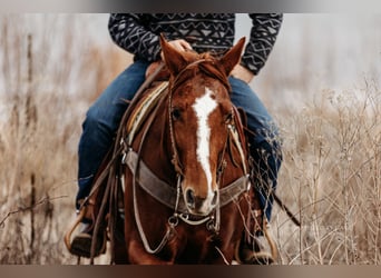 American Quarter Horse, Giumenta, 4 Anni, 147 cm, Sauro ciliegia