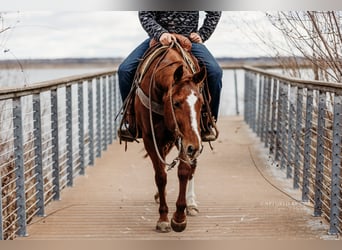 American Quarter Horse, Giumenta, 4 Anni, 147 cm, Sauro ciliegia