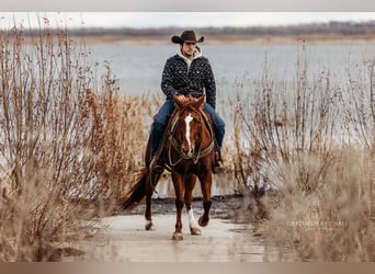 American Quarter Horse, Giumenta, 4 Anni, 147 cm, Sauro ciliegia