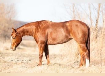 American Quarter Horse, Giumenta, 4 Anni, 147 cm, Sauro ciliegia