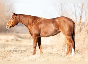 American Quarter Horse, Giumenta, 4 Anni, 147 cm, Sauro ciliegia