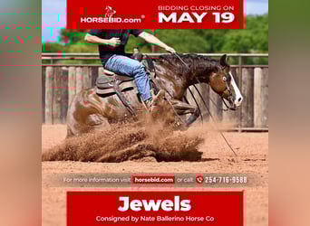 American Quarter Horse, Giumenta, 4 Anni, 147 cm, Sauro ciliegia