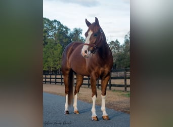 American Quarter Horse, Giumenta, 4 Anni, 147 cm, Sauro ciliegia