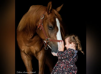 American Quarter Horse, Giumenta, 4 Anni, 147 cm, Sauro ciliegia