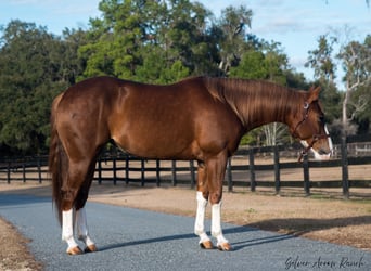 American Quarter Horse, Giumenta, 4 Anni, 147 cm, Sauro ciliegia