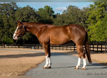 American Quarter Horse, Giumenta, 4 Anni, 147 cm, Sauro ciliegia