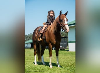 American Quarter Horse, Giumenta, 4 Anni, 147 cm, Sauro ciliegia