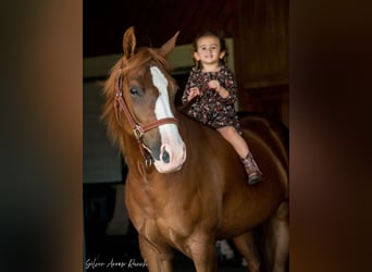 American Quarter Horse, Giumenta, 4 Anni, 147 cm, Sauro ciliegia