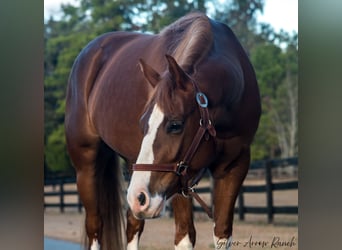 American Quarter Horse, Giumenta, 4 Anni, 147 cm, Sauro ciliegia