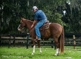 American Quarter Horse, Giumenta, 4 Anni, 147 cm, Sauro ciliegia