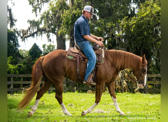 American Quarter Horse, Giumenta, 4 Anni, 147 cm, Sauro ciliegia