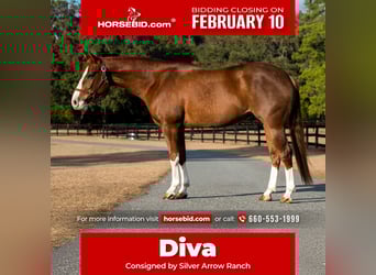 American Quarter Horse, Giumenta, 4 Anni, 147 cm, Sauro ciliegia