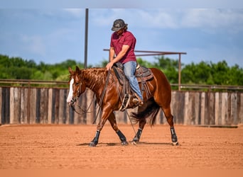 American Quarter Horse, Giumenta, 4 Anni, 147 cm, Sauro ciliegia