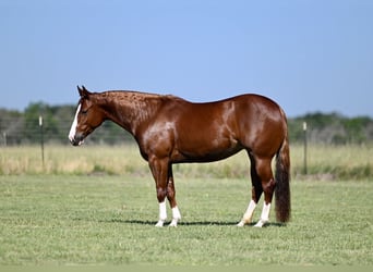 American Quarter Horse, Giumenta, 4 Anni, 147 cm, Sauro ciliegia