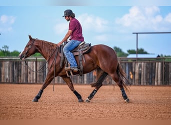 American Quarter Horse, Giumenta, 4 Anni, 147 cm, Sauro ciliegia