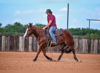 American Quarter Horse, Giumenta, 4 Anni, 147 cm, Sauro ciliegia