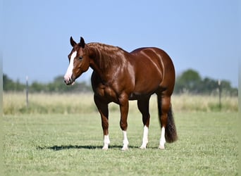 American Quarter Horse, Giumenta, 4 Anni, 147 cm, Sauro ciliegia
