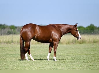 American Quarter Horse, Giumenta, 4 Anni, 147 cm, Sauro ciliegia