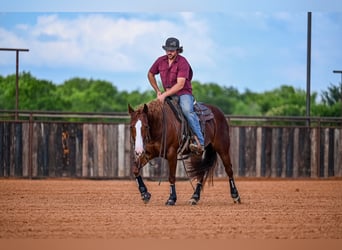 American Quarter Horse, Giumenta, 4 Anni, 147 cm, Sauro ciliegia