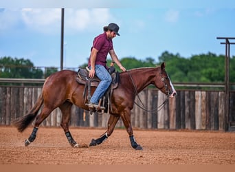 American Quarter Horse, Giumenta, 4 Anni, 147 cm, Sauro ciliegia