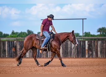 American Quarter Horse, Giumenta, 4 Anni, 147 cm, Sauro ciliegia