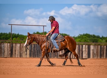 American Quarter Horse, Giumenta, 4 Anni, 147 cm, Sauro ciliegia