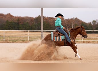 American Quarter Horse, Giumenta, 4 Anni, 147 cm, Sauro ciliegia