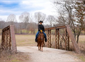 American Quarter Horse, Giumenta, 4 Anni, 147 cm, Sauro ciliegia