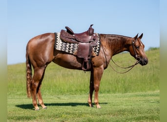 American Quarter Horse, Giumenta, 4 Anni, 147 cm, Sauro ciliegia