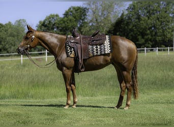 American Quarter Horse, Giumenta, 4 Anni, 147 cm, Sauro ciliegia