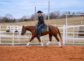 American Quarter Horse, Giumenta, 4 Anni, 147 cm, Sauro ciliegia