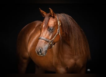 American Quarter Horse, Giumenta, 4 Anni, 147 cm, Sauro scuro