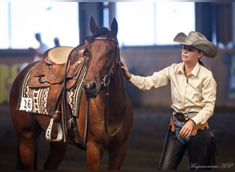 American Quarter Horse, Giumenta, 4 Anni, 148 cm, Baio