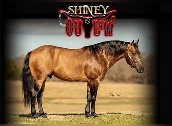 American Quarter Horse, Giumenta, 4 Anni, 148 cm, Baio