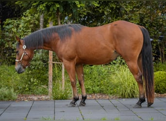 American Quarter Horse, Giumenta, 4 Anni, 148 cm, Baio