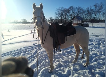 American Quarter Horse, Giumenta, 4 Anni, 148 cm, Palomino