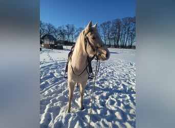 American Quarter Horse, Giumenta, 4 Anni, 148 cm, Palomino