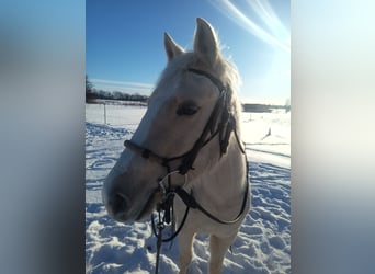 American Quarter Horse, Giumenta, 4 Anni, 148 cm, Palomino