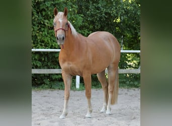 American Quarter Horse, Giumenta, 4 Anni, 148 cm, Sauro