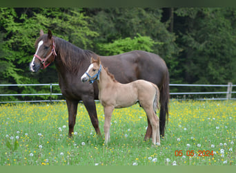 American Quarter Horse, Giumenta, 4 Anni, 148 cm, Sauro scuro