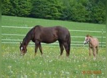 American Quarter Horse, Giumenta, 4 Anni, 148 cm, Sauro scuro