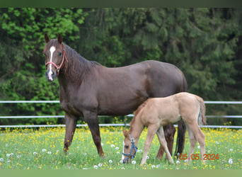 American Quarter Horse, Giumenta, 4 Anni, 148 cm, Sauro scuro