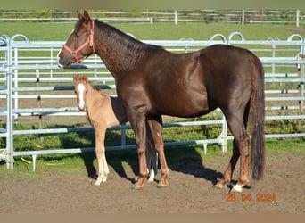 American Quarter Horse, Giumenta, 4 Anni, 148 cm, Sauro scuro