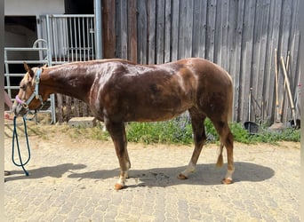 American Quarter Horse, Giumenta, 4 Anni, 148 cm, Sauro scuro